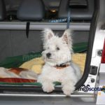 Perro en coche-Dog in a car (3)