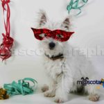 Perro en fiesta de Fin de Año- Dog in New Year's eve party