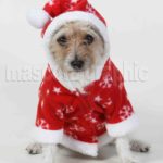Perro vestido de Papá Noel-Dog in a Santa Claus disguise