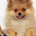 Cachorro Pomerania en un cesto - Puppy Pomeraniam in a basket
