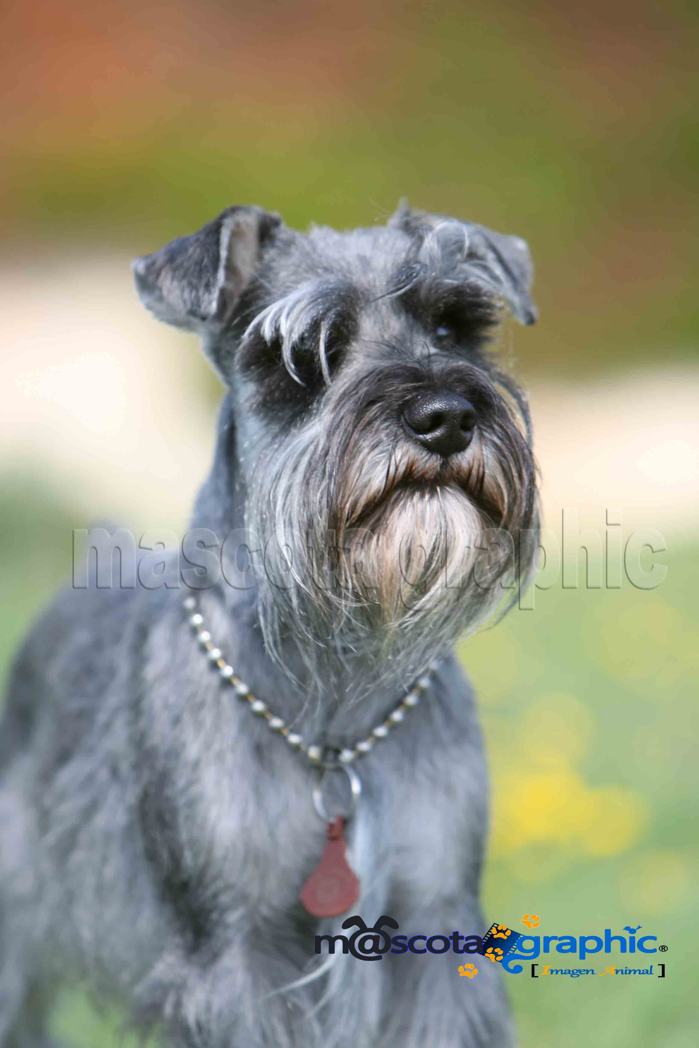 schnauzer sal y pimienta