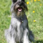 Schnauzer sal  y pimienta mediano-Medium salt and pepper  Schnauzer (6)