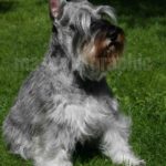 Schnauzer sal  y pimienta mediano-Medium salt and pepper  Schnauzer (9)