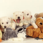 Cachorro West Higland white con terrier muñecos Puppy West Higland white whit terrier toys