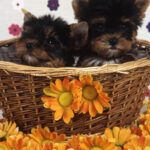 Cachorro Yorkshire terrier pair  Puppy Yorkshire terrier pair
