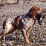 Épagneul Bretón con perdiz Épagneul Breton whit a partridge.