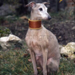 Galgo Italiano Italian greyhound