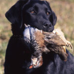 Labrador retrevier con una perdiz  Labrador retrevier whit a partridge