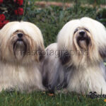 Lhasa Apso pareja Lhasa Apso pair