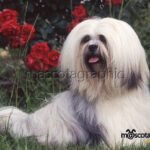 Lhasa Apso