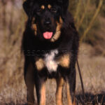 Mastín Tibetano Tibetan mastiff