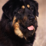 Mastín tibetano retrato Tibetan mastiff portrait