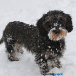 Perro y nieve Dog and snow