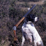 Pointer Inglés con escopeta English pointer whit a shotgun