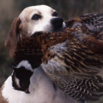 Pointer Inglés con faisán  English pointer whit pheasant