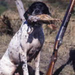 Pointer Inglés con una perdiz English pointer whit a partridge