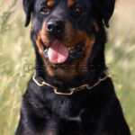 Rottweiler 2