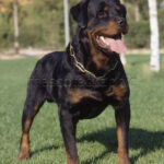 Rottweiler 3