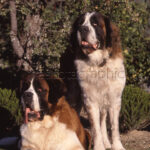 San Bernardo pareja Saint Bernard pair