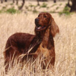 Setter Irlandés Irish setter