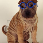 Shar pei con gafa Shar pei whith glasses