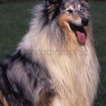 Shetland Sheepdog 2