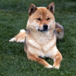 Shiba Inu