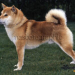 Shiba inu (2)22