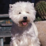 Cachorro West Highland white terrier - Puppy West Highland white terrier