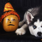 cachorro Husky siberiano Halloween Puppy Siberian husky Halloween